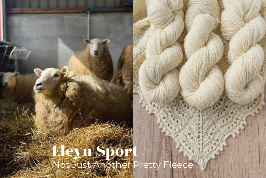 Lleyn Sport Yarn: Not Just Another Pretty Fleece