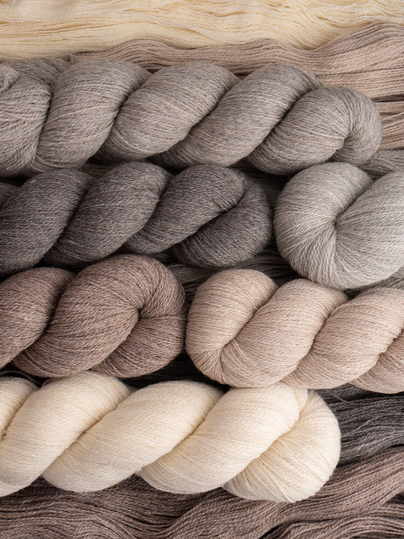 Kent Lace merino & romney