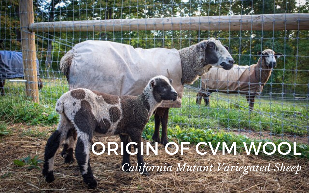Origin of CVM Wool