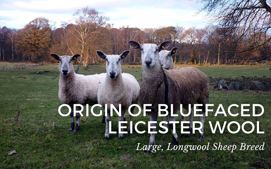 Origin of Bluefaced Leicester Wool