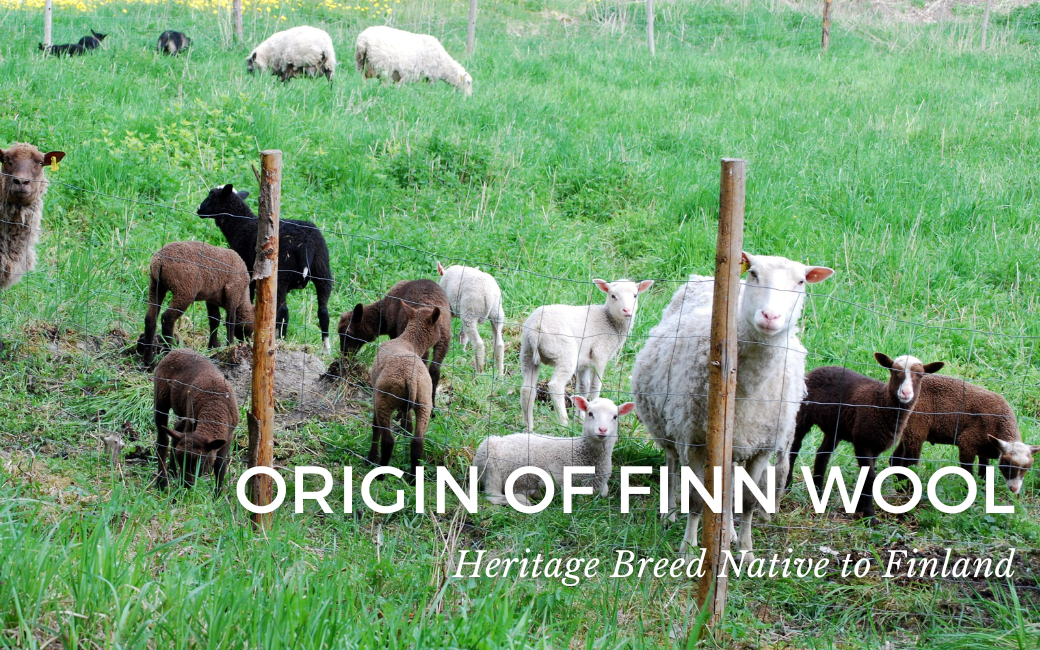 Origin of Finn Wool