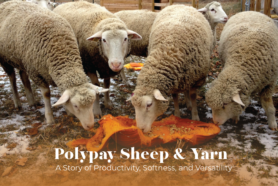 Polypay Sheep & Yarn