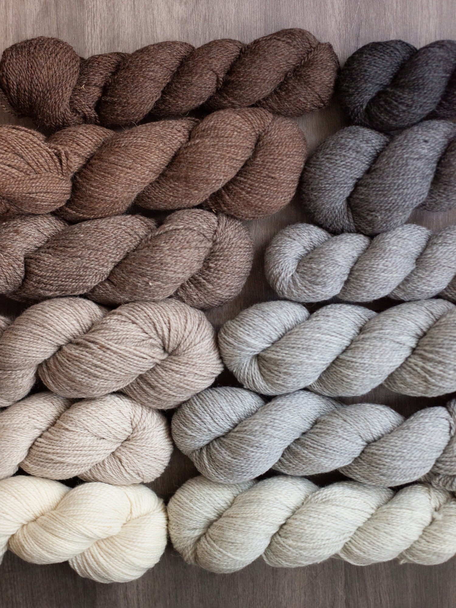 Kent DK <br><small>merino & romney</small>