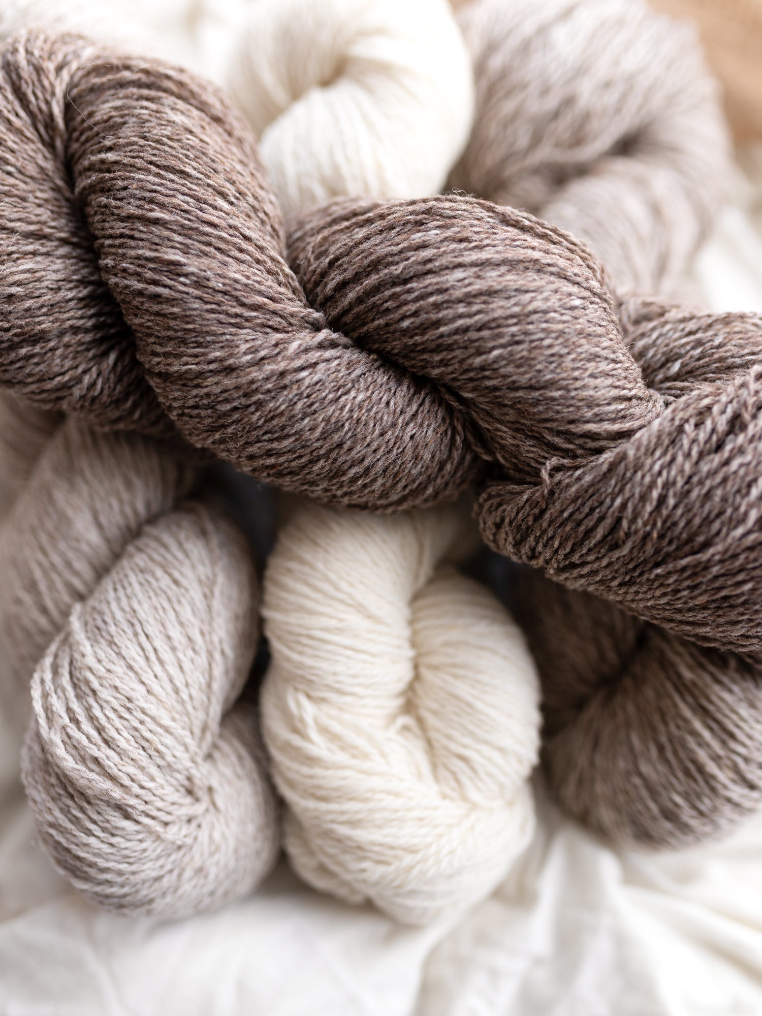 Targhee Tango Sport <br><small>100% targhee wool</small>